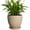 Beige, variant on Wliror 6 Inch Mint Green Ceramic Plant Pot with Drainage – Cool Pastel Planter for Indoor Plants, Succulents, Herbs