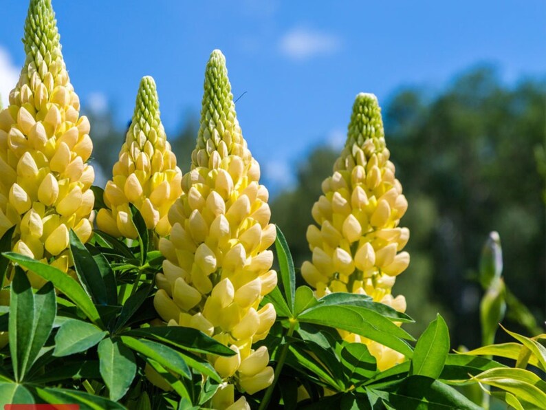 30 Seeds - Gallery Yellow Lupine Seeds for Pollinator Bees & Butterflies - Lupinus polyphyllus - Wildflower Gardening