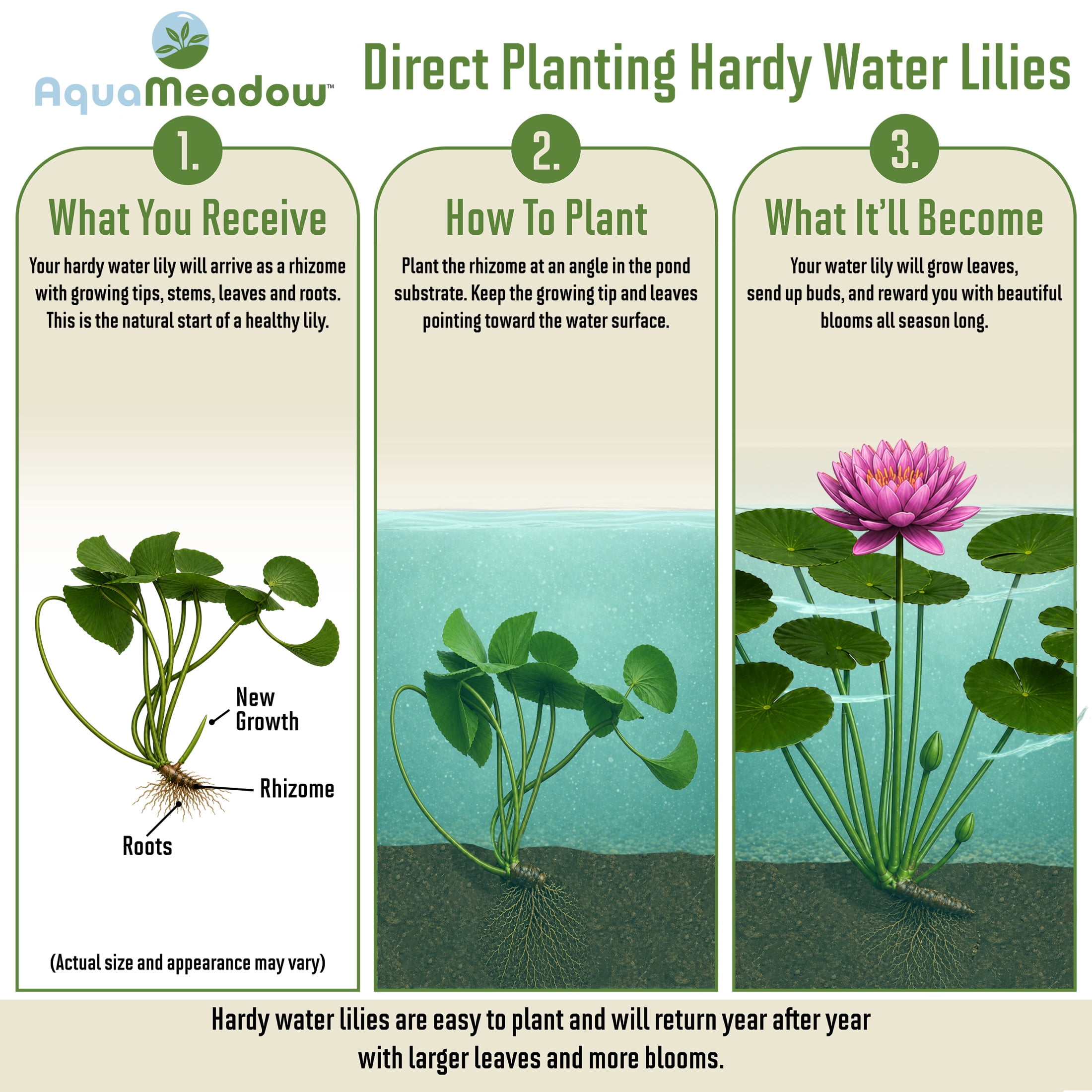 AquaMeadow Starter Pond Plant Bundle