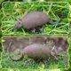 thumbnail image 4 of Figura de Armadillo de boxeador rico, figura de Armadillo de plástico realista para colección, accesorio educativo de ciencia, 4 of 4
