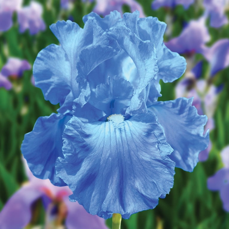 Van Zyverden's Bearded Iris Full Tide, Blue, Easy to Grow, Cut