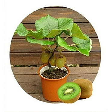 Bonsai Kiwi Tree Seeds for Planting | 50 Seeds | Actinidia chinensis Seeds