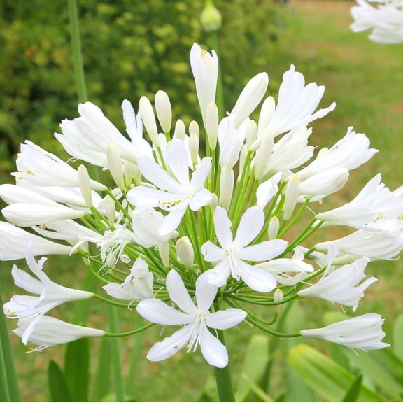 Easy to Grow Agapanthus Glacier Stream 1 Plant Root, White Flowers Summer