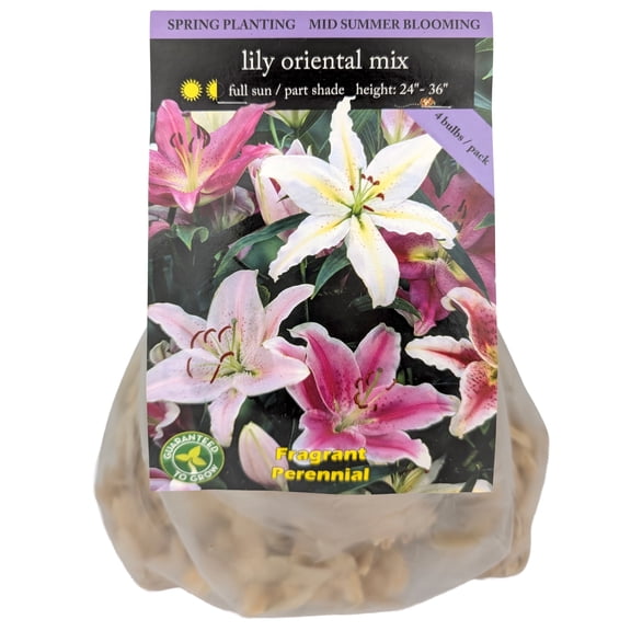 EuroBlooms Oriental Lily Mix Flower Bulbs, Bag of 4, Fragrant Late Summer Perennial Garden