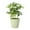 Sage, variant on Live Schefflera Arboricola Plant - Umbrella Tree - 4" Decorative Pot Cover - Thorsen's Greenhouse