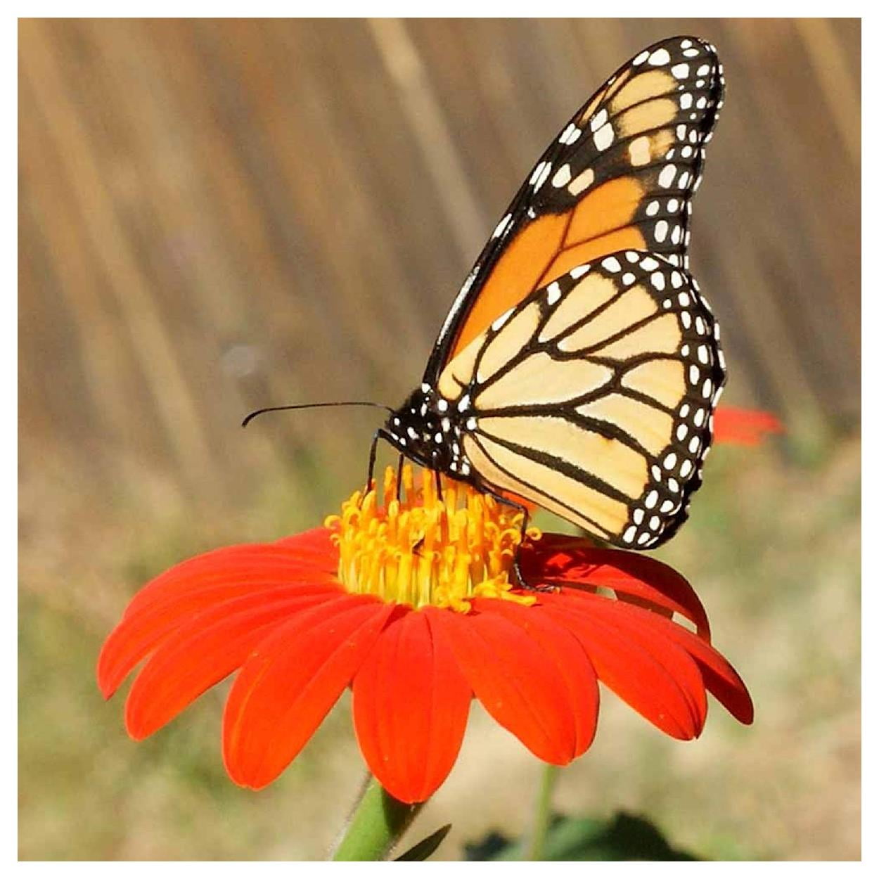 Everwilde Farms - 1 lb Mexican Sunflower Garden Flower Seeds - Gold Vault Bulk Seed Packet