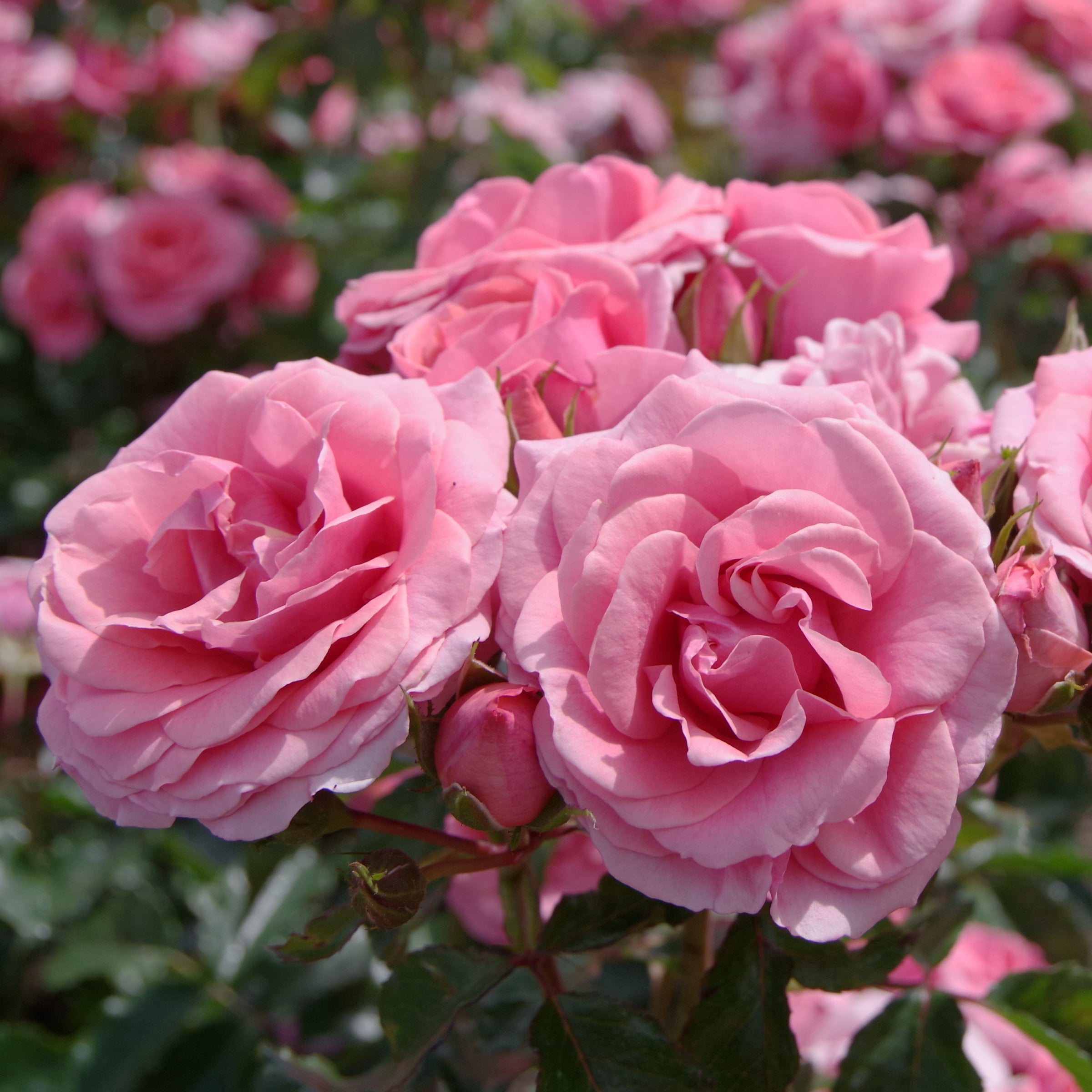 National Plant Network Bare Root First Prize Rose (5-Pack)