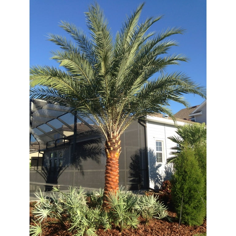 Palmier phoenix artificiel h130cm Ø165cm 18 palmes en pot exterieur - RETIF