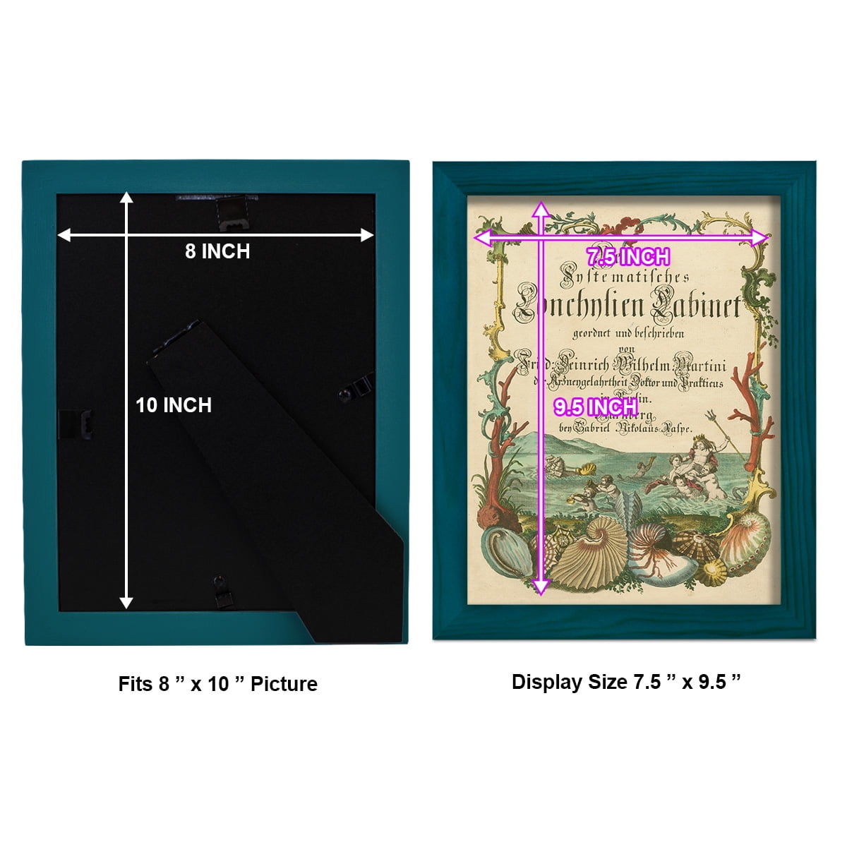 Cabinet of Conchology -Framed Print w/glass-Ocean Blue