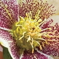 thumbnail image 6 of 3 Live Hellebore Plants - Mixed Lenten Rose / Hellebore in 2 Inch Pots - Perennial, Winter-Blooming - Great for Cut Flowers - Helleborus x hybridis, 6 of 6