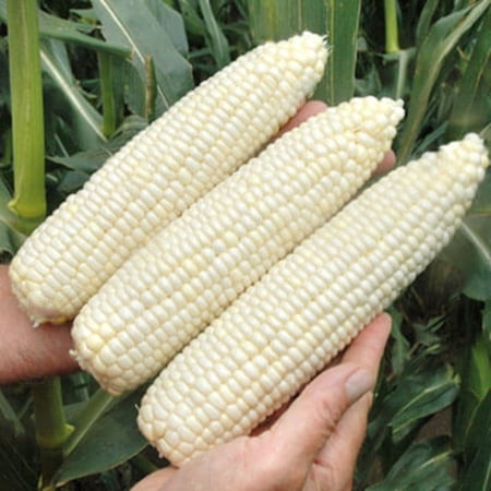 Sweet Corn 7401 IMP F1 Seed, Insect Guard Treatment, 10,000 Seeds