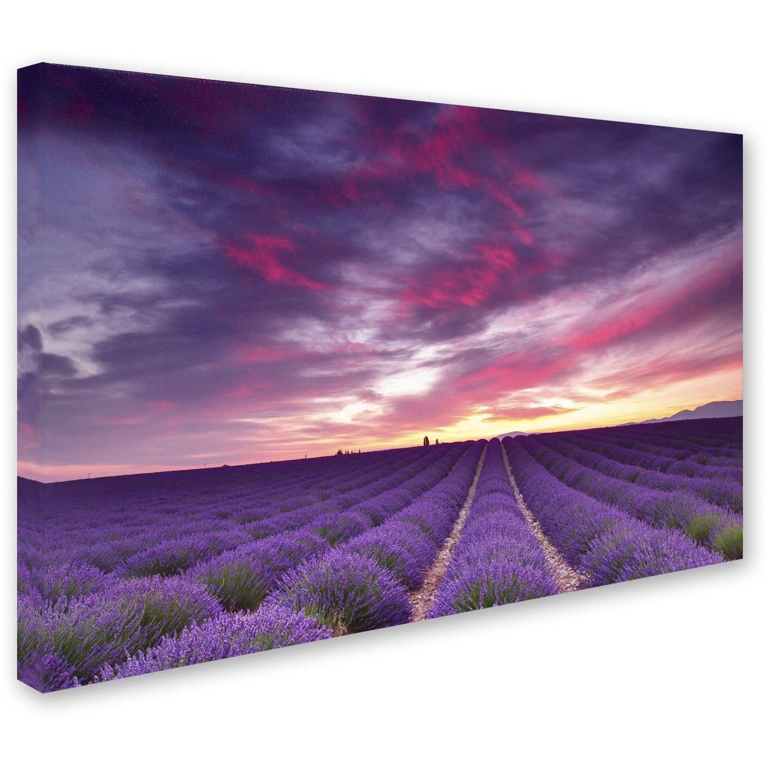 Trademark Fine Art 'Pink and Purple' Canvas Art by Michael Blanchette Photography
