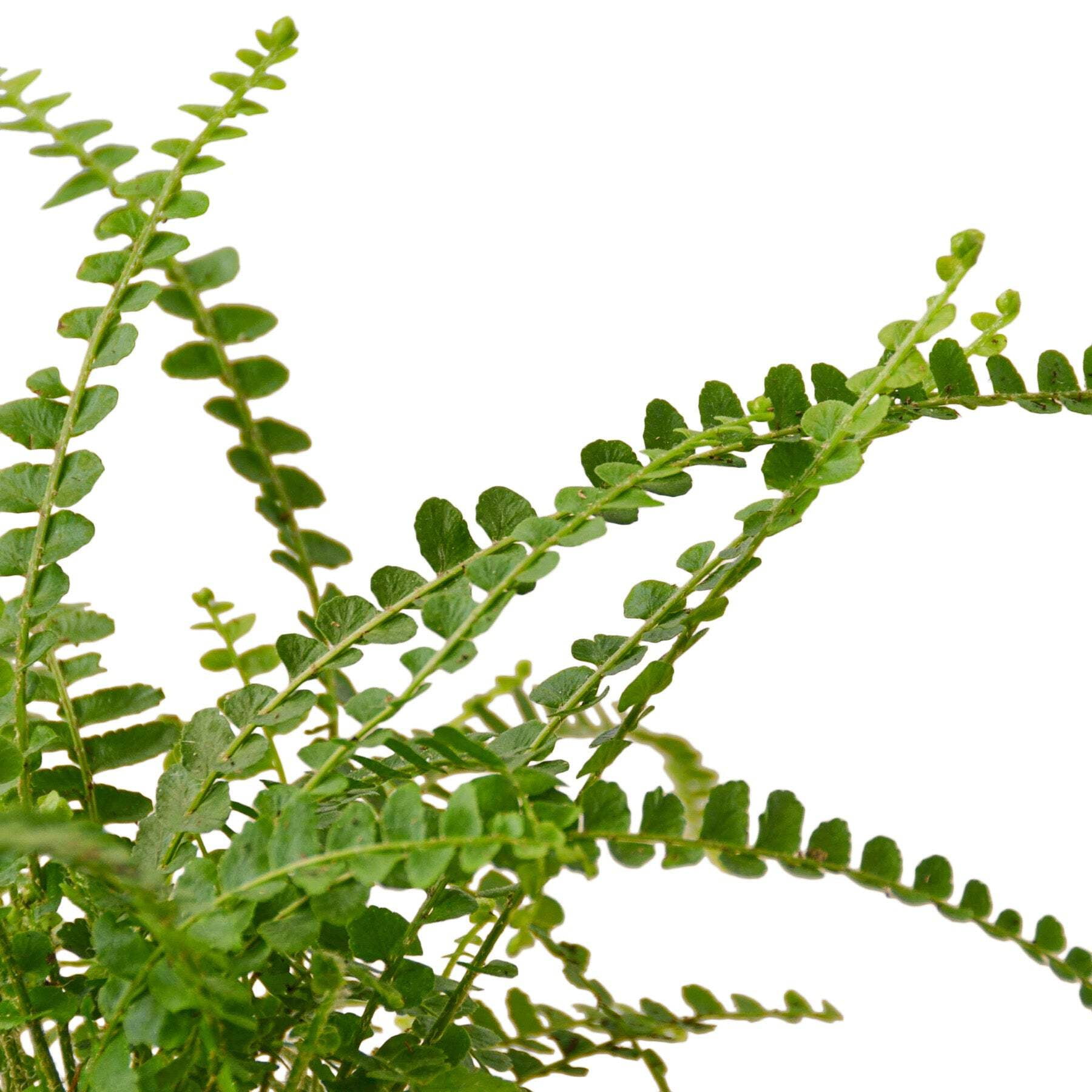 Fern 'Lemon Button', 4" Pot, Indoor Houseplant, Easy Care, Live Plant for Indoor & Outdoor