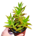thumbnail image 4 of Crassula Capitella Campfire Succulent (4" + Clay Pot), 4 of 6