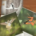 Extremely Accurate Birds 2025 Calendar, Anatomically Precise Birds