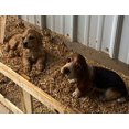 thumbnail image 3 of Michael Carr Designs Puppy Love Collection Goldie Golden Retriever Decor, 3 of 3