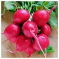 thumbnail image 2 of Everwilde Farms - 1 oz Pinkie Radish Seeds - Gold Vault Bulk Seed Packet, 2 of 3