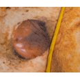 thumbnail image 2 of Manta redonda de forro polar Toynk con chispas de chocolate y galletas, 2 of 7