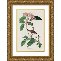 Audubon, John James 13x18 Gold Ornate Wood Framed with Double Matting Museum Art Print Titled - Bachmans Finch