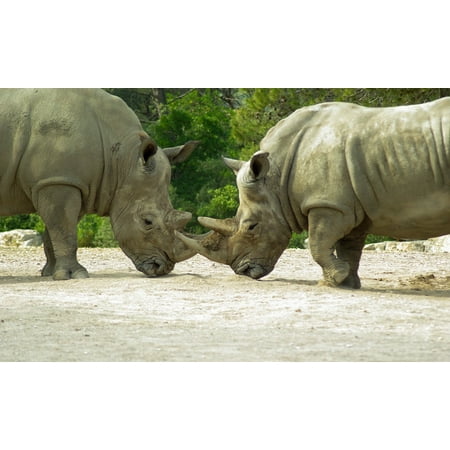 Canvas Print Rhinoceros Wild Animal Horn Fight Stretched Canvas 10 x