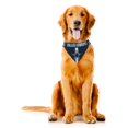 thumbnail image 4 of Dallas Cowboys Bandana pour Chien Taille TG, 4 of 4