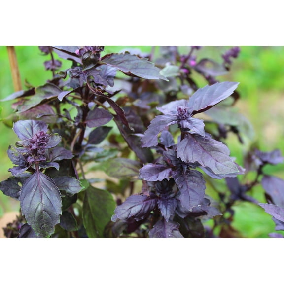 Dark Purple Opal Basil- 50 Seeds - Indoors or Out