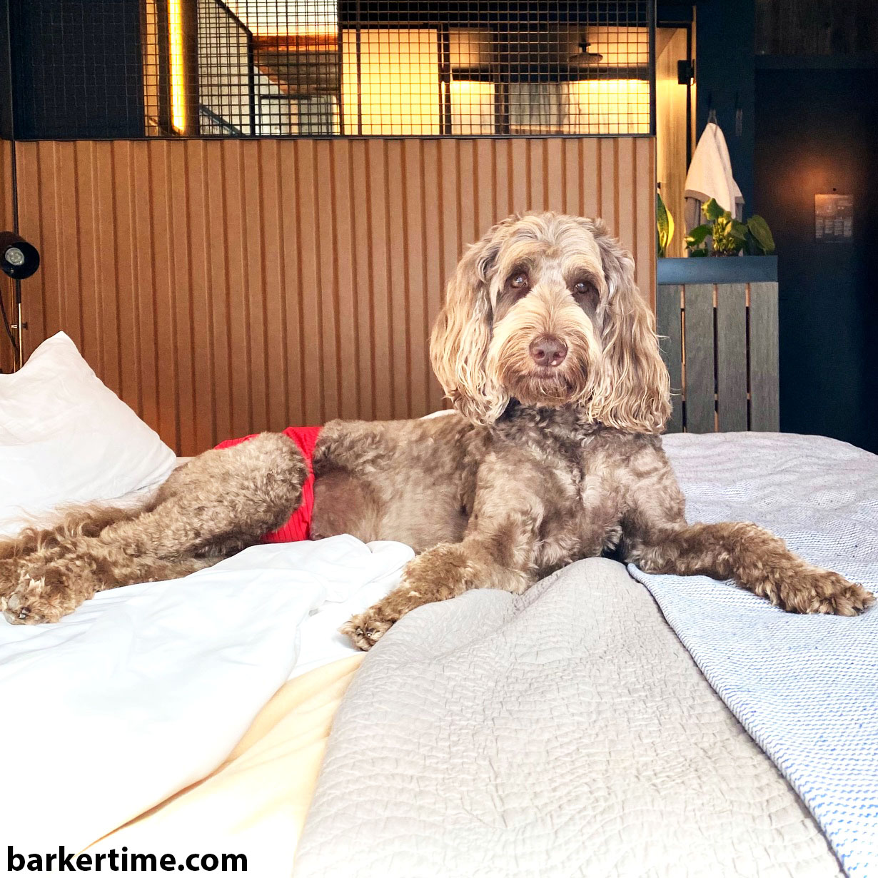 Barkertime Red Stripes Dog Diaper