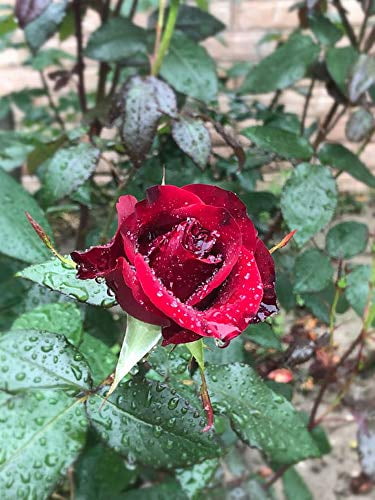 Details about  / 5 BLACK ROSE Rosa Bush Shrub Perennial Flower Seeds Gift /& Comb S//H
