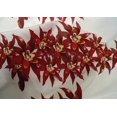 thumbnail image 4 of oneOone Cotton Silk Fabric Flower Artistic Fabric Prints By Yard 42 Inch Wide, 4 of 4