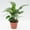 1 Plant, variant on Calathea Freddie - Live Plant in a 4 Inch Growers Pot - Calathea Concinna 'Freddie' - Beautiful and Elegant Easy Care Indoor Houseplants from The Nursery