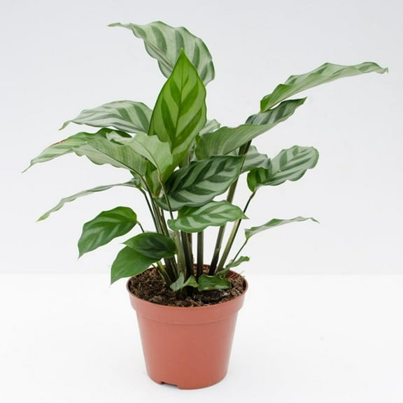 Calathea Freddie - Live Plant in a 4 Inch Growers Pot - Calathea Concinna 'Freddie' - Beautiful and Elegant Easy Care Indoor Houseplants from The Nursery