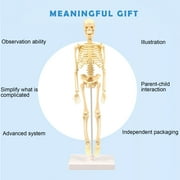 Visland Human Skeleton Model for Anatomy Mini Human Skeleton Model for Kids to Edicational
