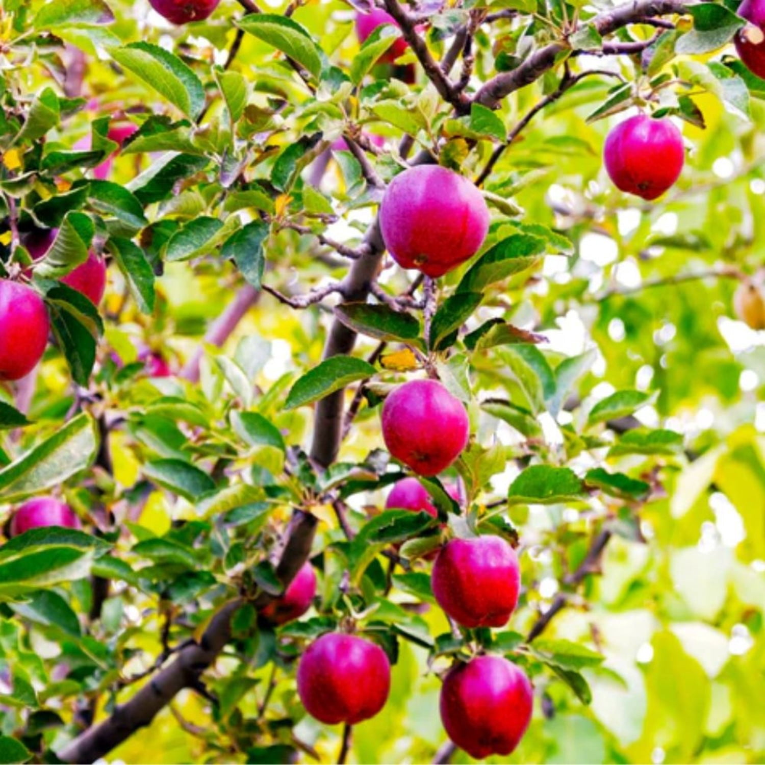 Expert Gardener 2-3 ft. tall Red Delicious Apple Live Tree in 5-Gallon Grower Pot