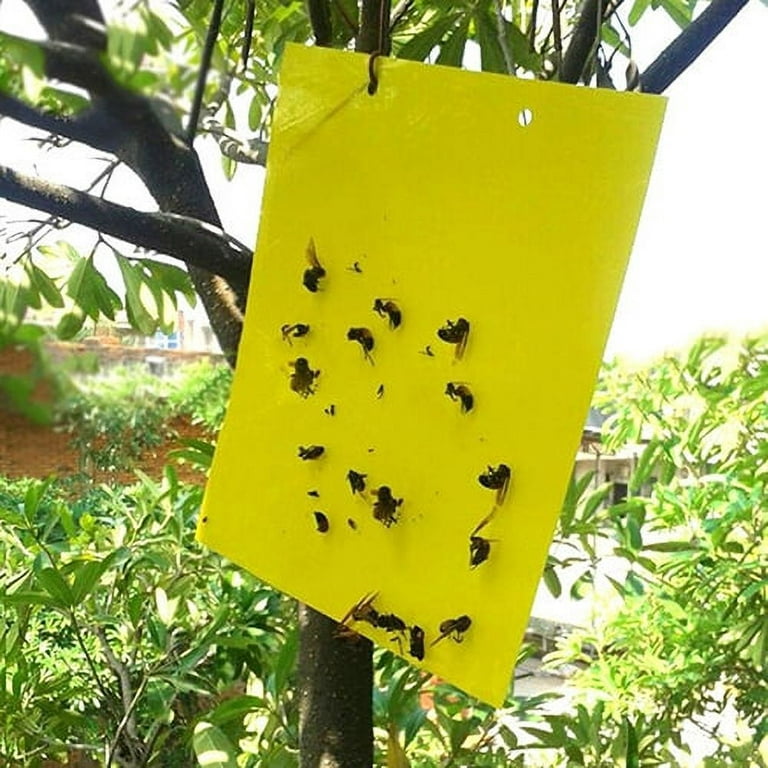 Indoor and Outdoor Fruit Fly Traps Yellow Sticky Plant Bug Fungus Fly Trap  Outdoor, Hanging Traps (48-Pack) B07SYJKPY9 - The Home Depot