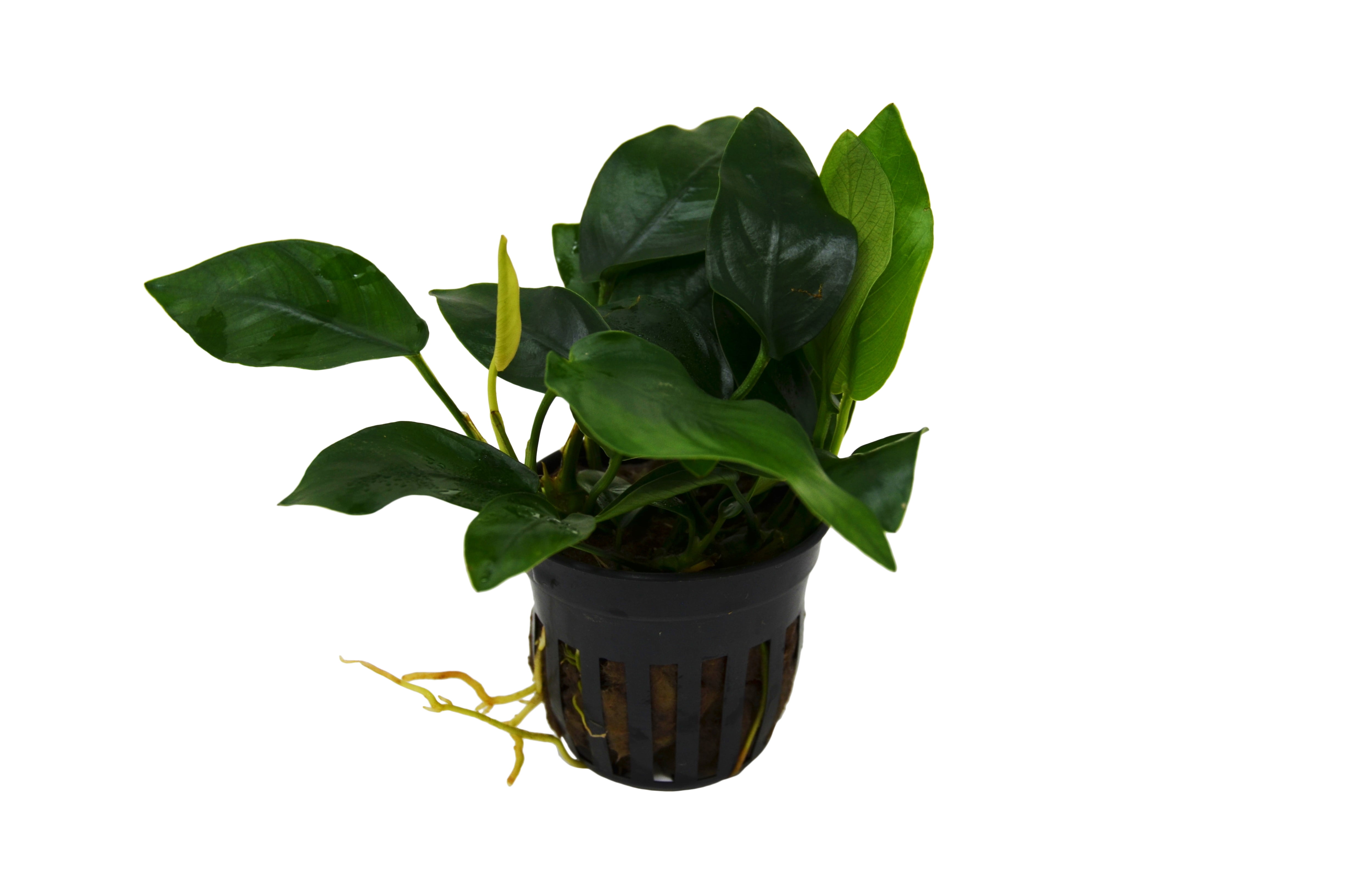Aquatic �Anubias Nana� Plant Pot
