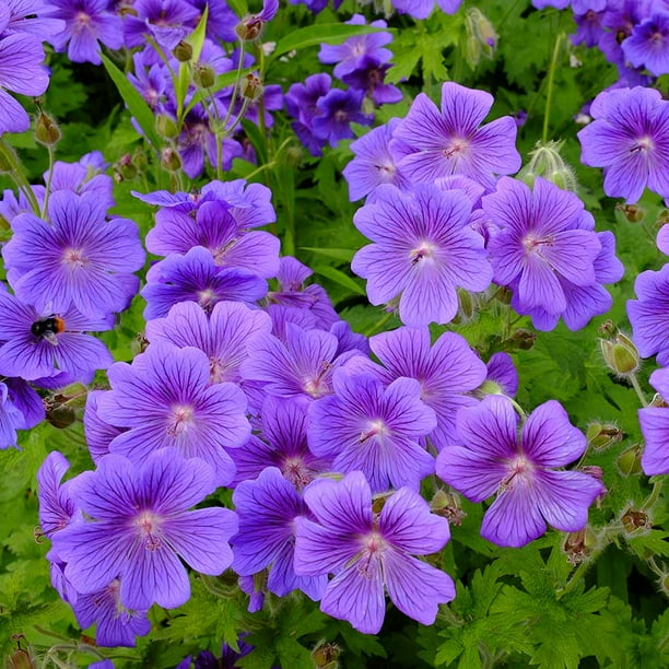 Geranium Roots Purple Cranesbill 6 Bulbs, Purple, Container Garden