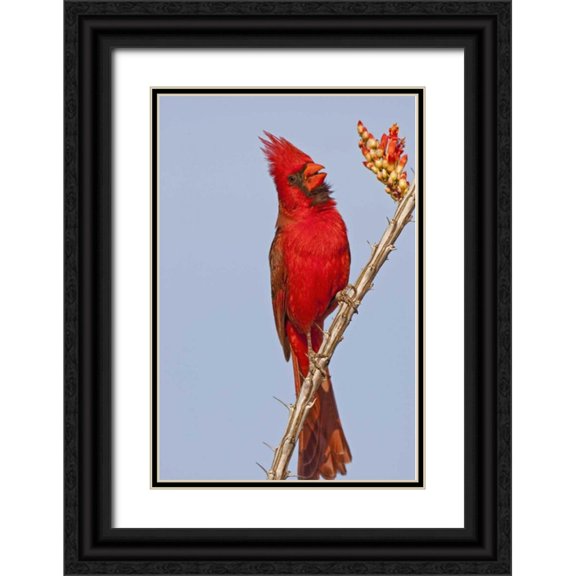 Illg, Cathy and Gordon 23x32 Black Ornate Wood Framed with Double Matting Museum Art Print Titled - AZ, Pima Co, Northern cardinal singing on cactus