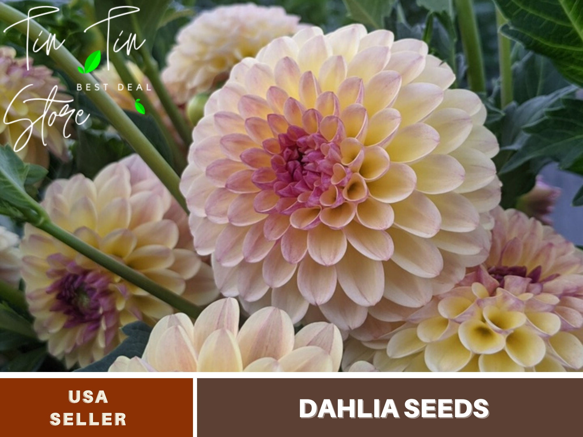 40+ Seeds Cherish Dahlia Perennial Seeds Flower See Seeds, Herbal