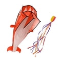 thumbnail image 1 of Cometa de delfín de 2,2 x 1,2 m para niños y adultos, ideal para actividades familiares en la playa. Naranja, 1 of 8