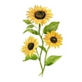 thumbnail image 2 of Warren, Annie 12x14 White Modern Wood Framed Museum Art Print Titled - Sunflower Trio II, 2 of 4