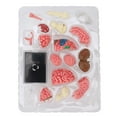 thumbnail image 2 of Human Brain Anatomical Model, Brain Model Multi Purpose  for Learning, 2 of 7
