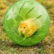 thumbnail image 5 of JShteea Mini Pelota Plástico para Correr Mascota Hámster Jerbo Pelota para Correr (verde), 5 of 9