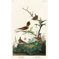 thumbnail image 2 of Audubon, John James 22x32 Gold Ornate Wood Framed with Double Matting Museum Art Print Titled - Winter Wren and Rock Wren, 2 of 4