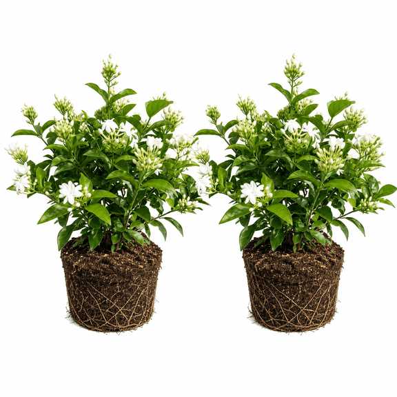 Night Blooming Jasmine Starter Plants, Intense Fragrance, Set of 2, Full Sun, USDA Zones 8-11, Ships Bare Root, No Pot