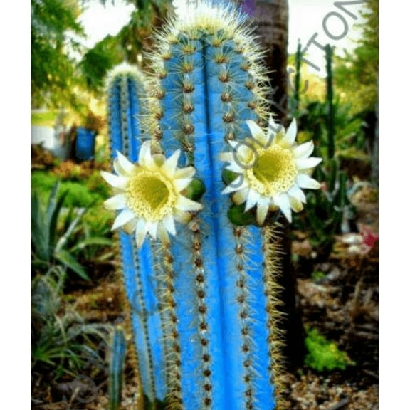 USA Garden Shop 20 Rare Pilosocereus Purpureus Seeds
