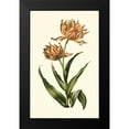 thumbnail image 2 of Vision Studio 13x18 Black Modern Framed Museum Art Print Titled - Vintage Tulips III, 2 of 5
