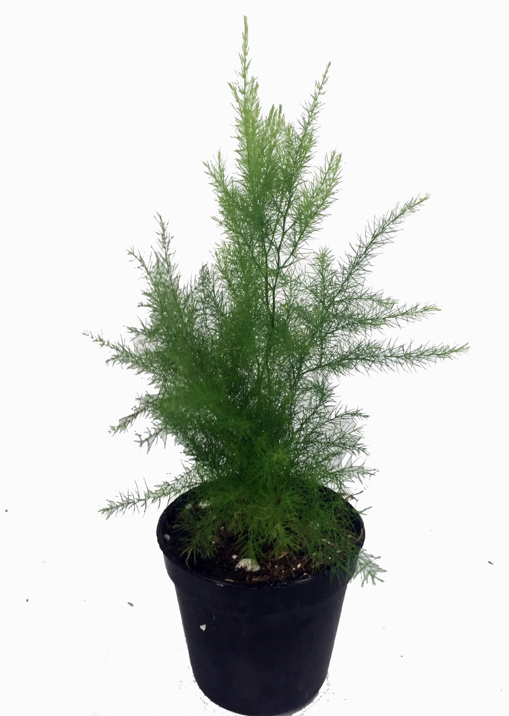 Egyptian Pyramid Fern Asparagus pyramidalis 4" Pot Easy to Grow
