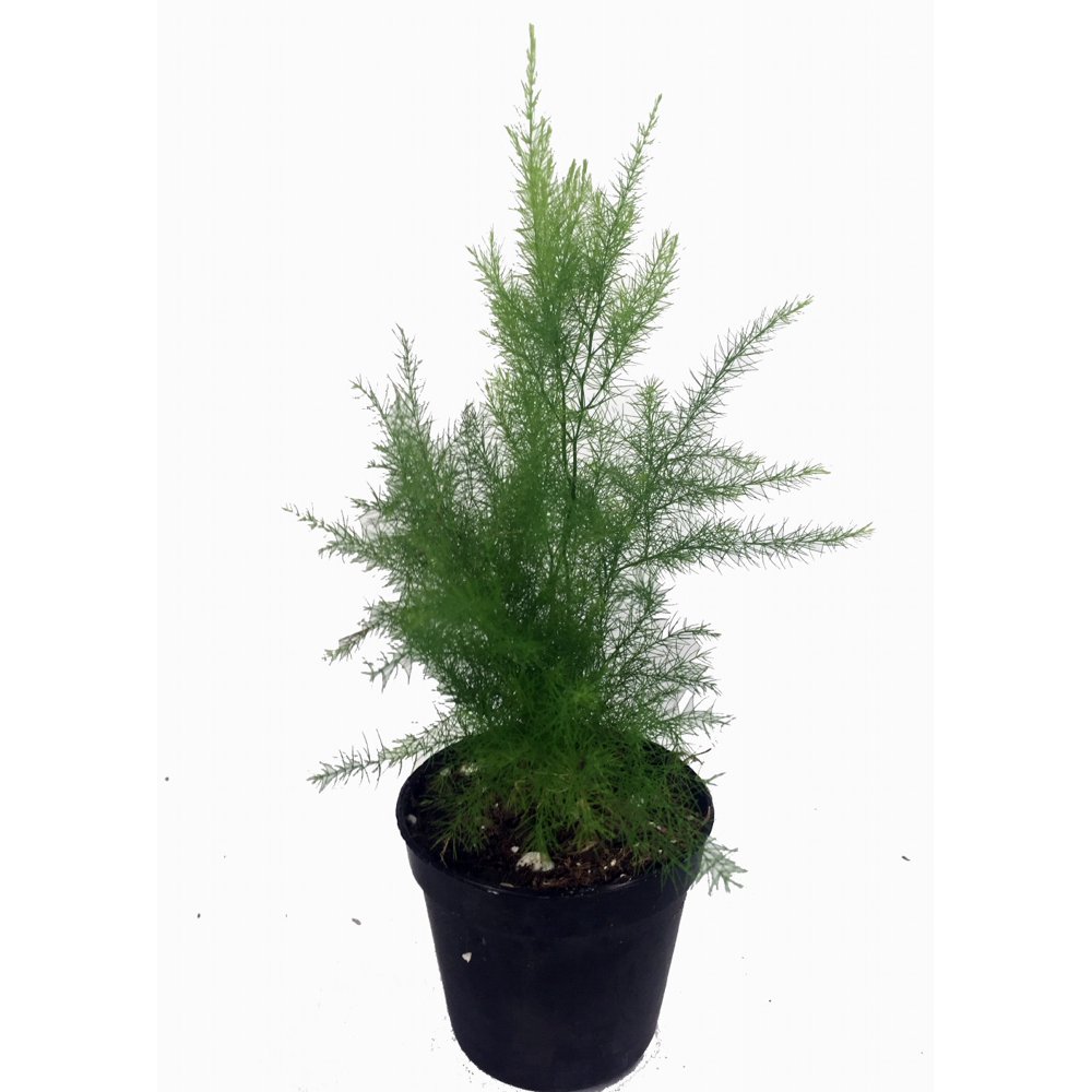 Egyptian Pyramid Fern Asparagus pyramidalis 4" Pot Easy to Grow