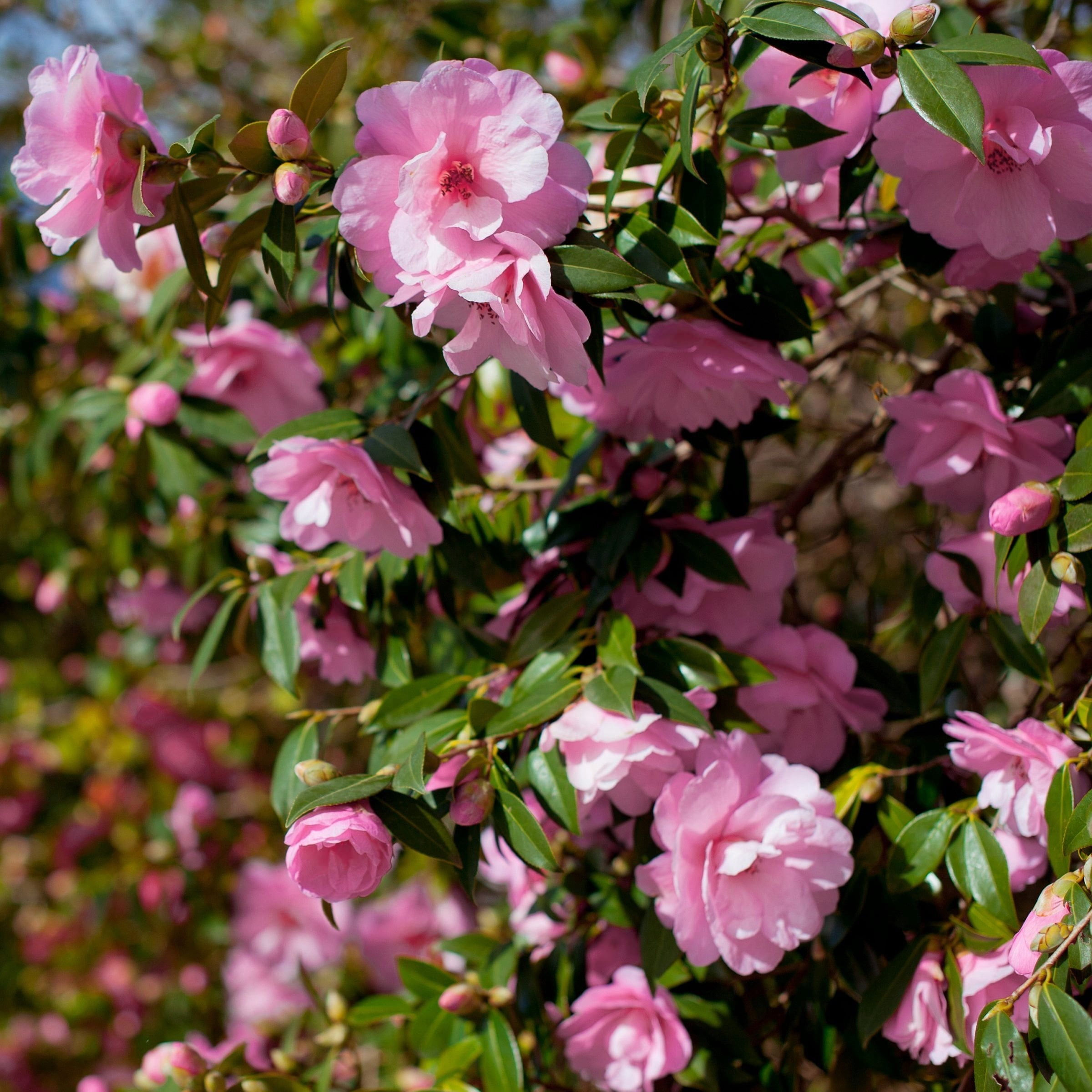 National Plant Network 1 gal. Camellia Taylors Perfection Live Shrub