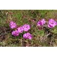 thumbnail image 3 of 100 FALSE SLENDERLEAF FOXGLOVE Purple Gerardia Agalinis Tenuifolia Flower Seeds, 3 of 7